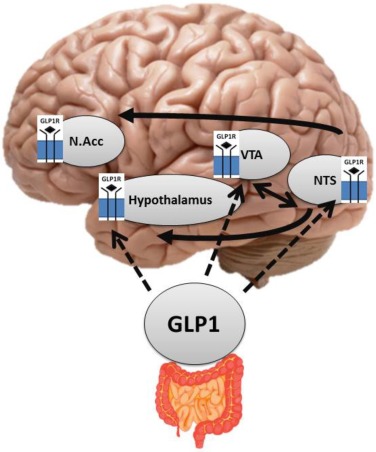 GLP-1 Alzheimer's and Parkinson's