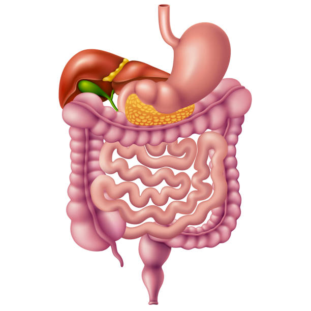 Gut Health with GLP-1