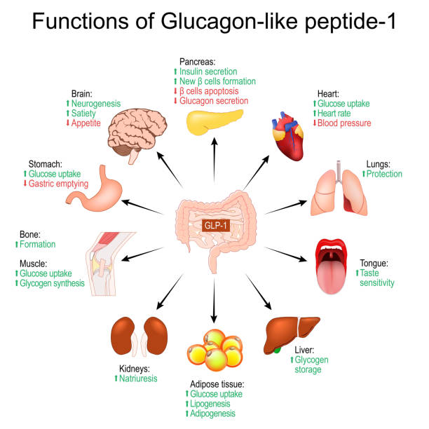 
How GLP-1 Receptor Agonists Work
