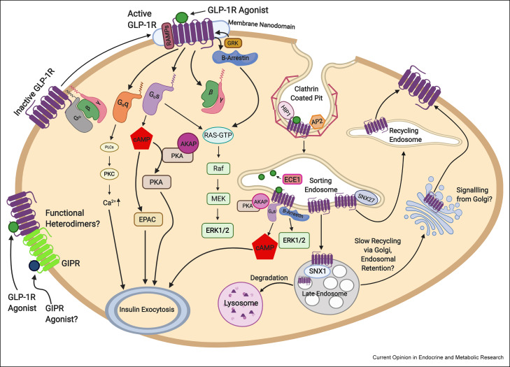 How GLP-1 Receptors Work