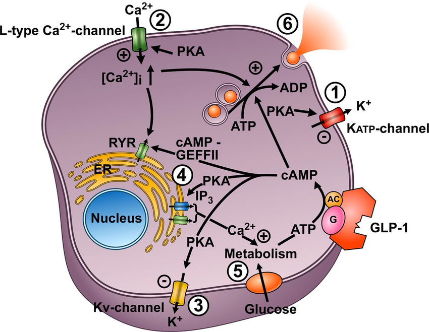 How GLP-1 Works Inside the Cells