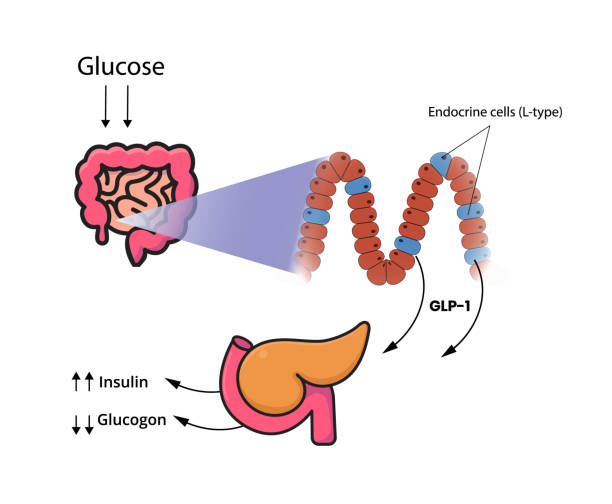 Insulin secretion with GLP-1