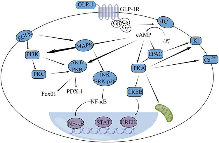 Signaling Pathways of GLP-1 Release