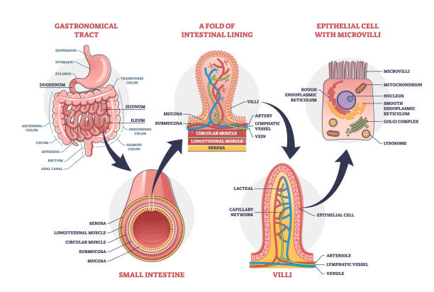 Where can we find GLP-1 in the body